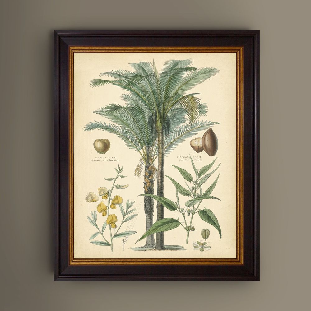 Tableaux - Palmier fructueux - BROOKPACE FINE ART