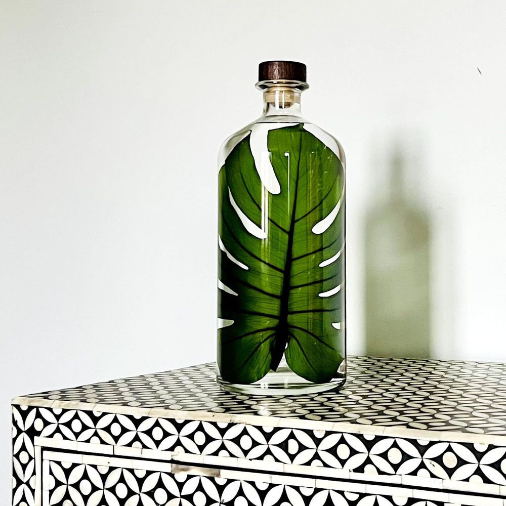 Gifts - Theophile's Herbarium — Monstera XL - Plant immersed in a bottle - THEOPHILE BERTHON