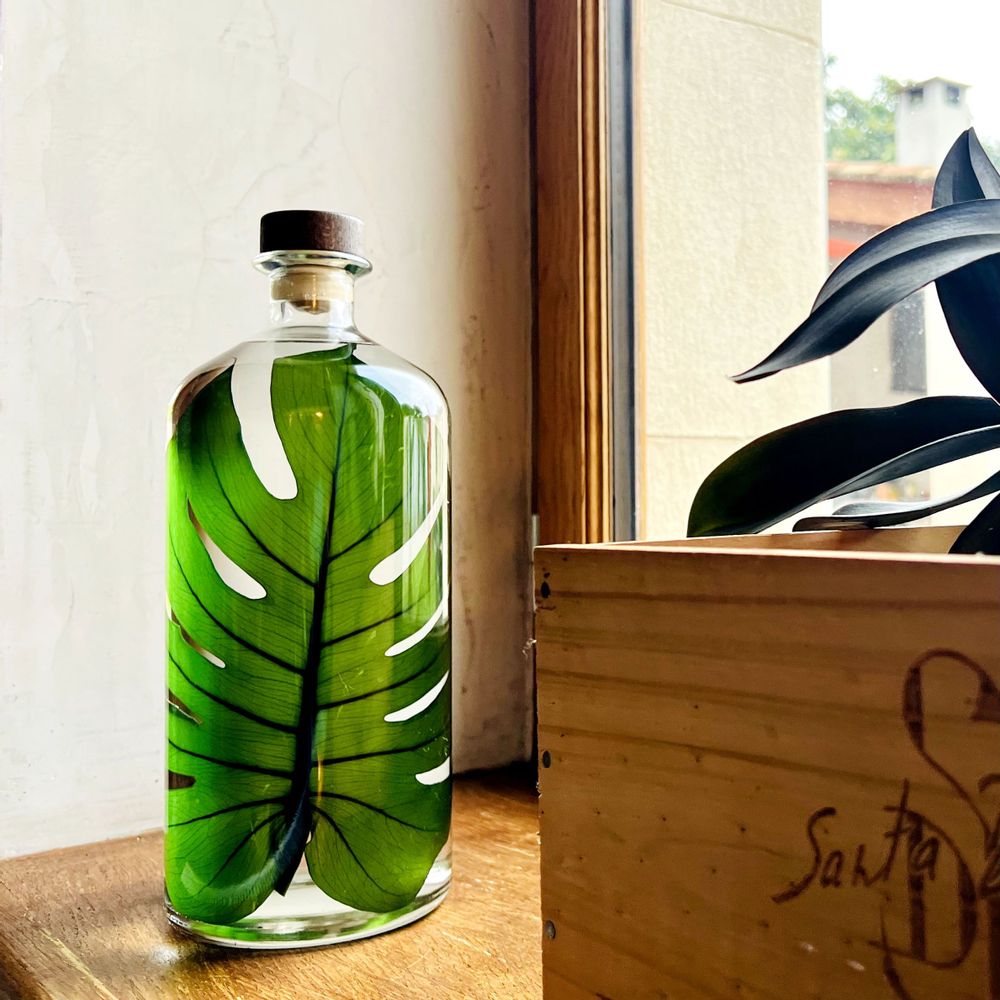 Gifts - Theophile's Herbarium — Monstera XL - Plant immersed in a bottle - THEOPHILE BERTHON