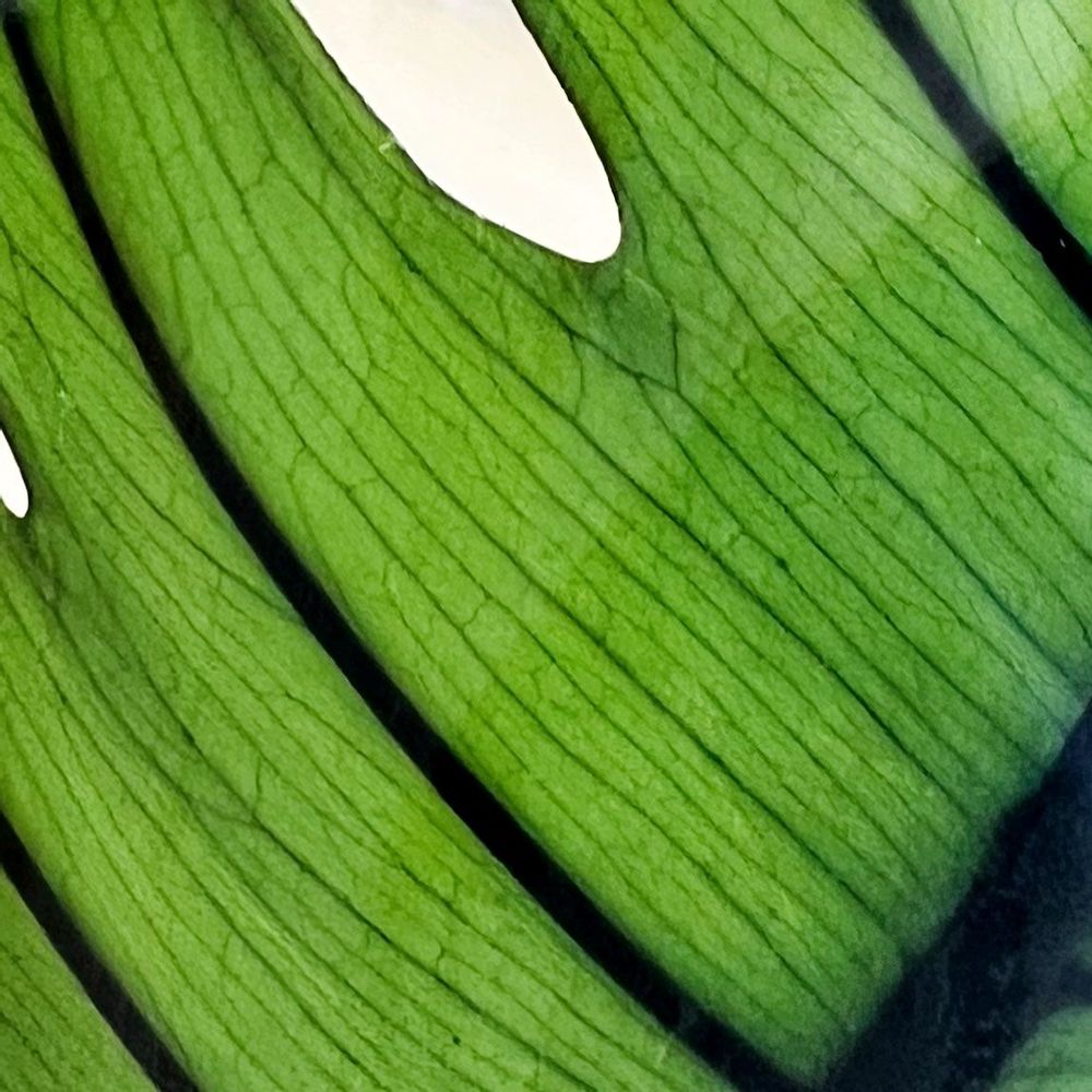 Gifts - Theophile's Herbarium — Monstera XL - Plant immersed in a bottle - THEOPHILE BERTHON