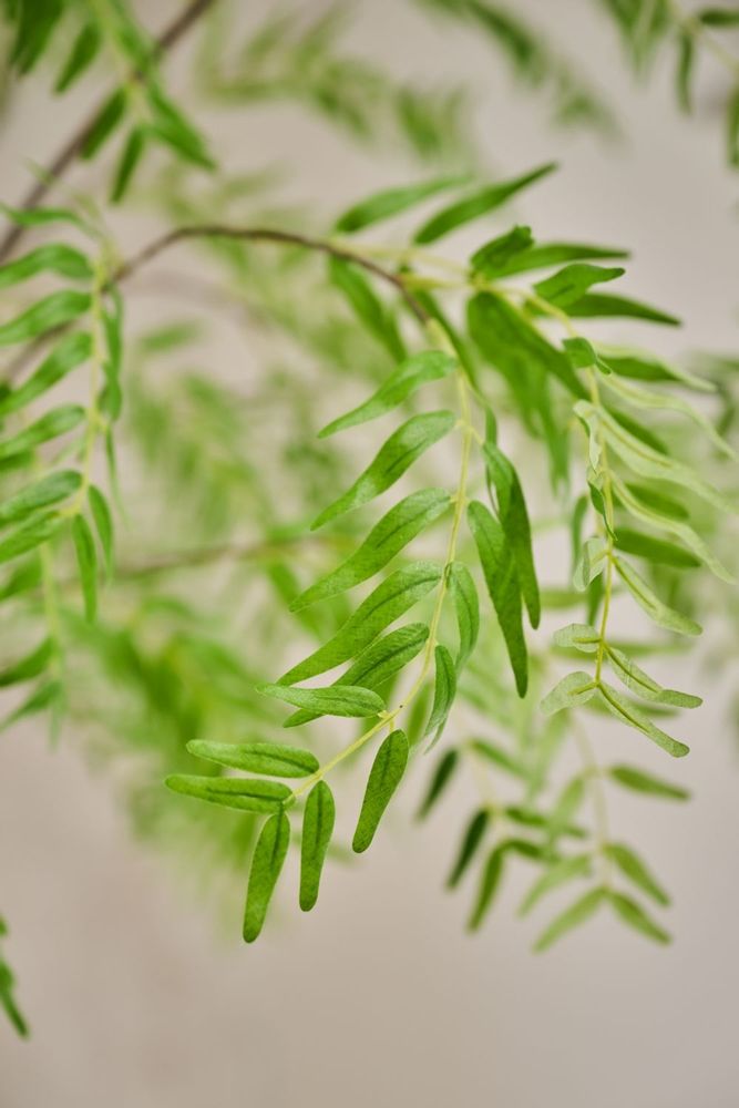 Décorations florales - Arbres et plantes artificiels - The Green Signature Collection - SILK-KA