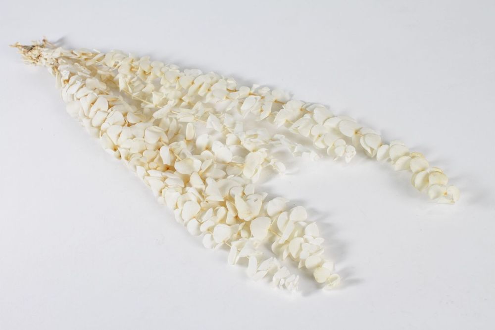 Floral decoration - Eucalyptus baby blue stabilized bleached H62cm - LE COMPTOIR.COM