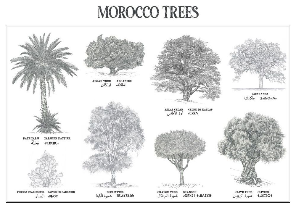 Affiches - Affiche : planche botanique de 8 arbres du Maroc - THE VINTAGE FACTORY - AFFICHES EXCLUSIVES MADE IN MOROCCO