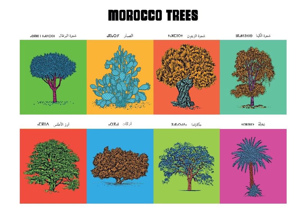 Affiches - Affiche : planche botanique de 8 arbres du Maroc, version POP - THE VINTAGE FACTORY - AFFICHES EXCLUSIVES MADE IN MOROCCO