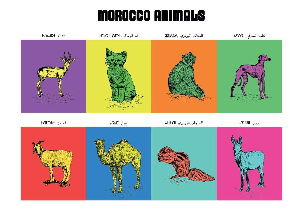 Affiches - Affiche : planche zoologique de 8 animaux du Maroc, version POP - THE VINTAGE FACTORY - AFFICHES EXCLUSIVES MADE IN MOROCCO