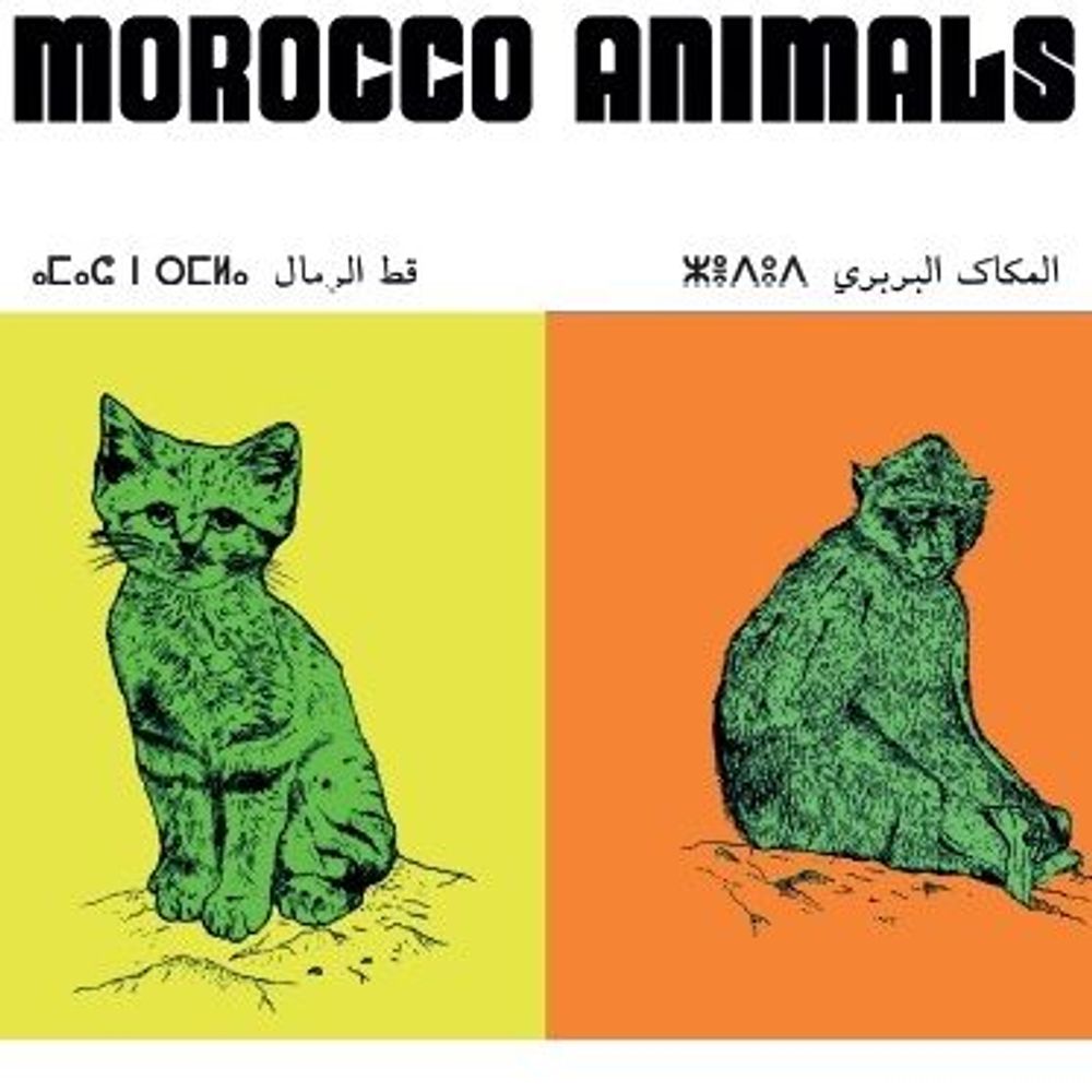 Affiches - Affiche : planche zoologique de 8 animaux du Maroc, version POP - THE VINTAGE FACTORY - AFFICHES EXCLUSIVES MADE IN MOROCCO