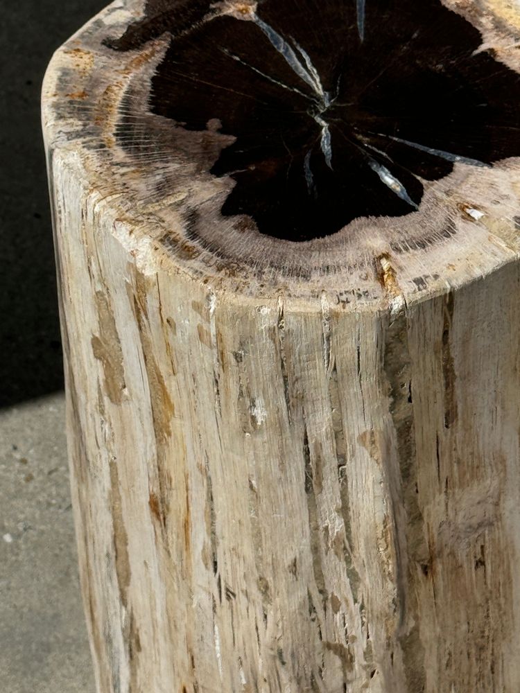 Autres tables - Grande table d'appoint en bois pétrifié écorce blanche cœur noir H:47 D:23-5 - OFFICE OBJETS