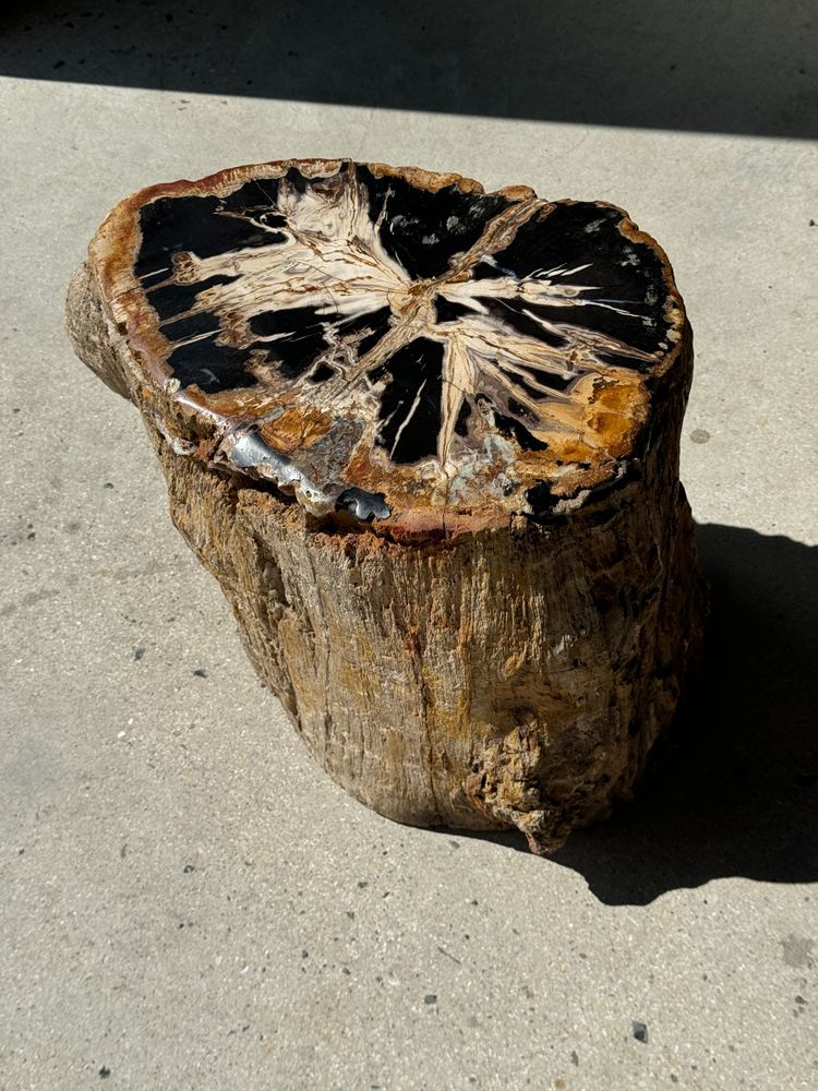 Other tables - Large side table in multi-colored rainbow petrified wood with bark D:32-40 H:40 - OFFICE OBJETS
