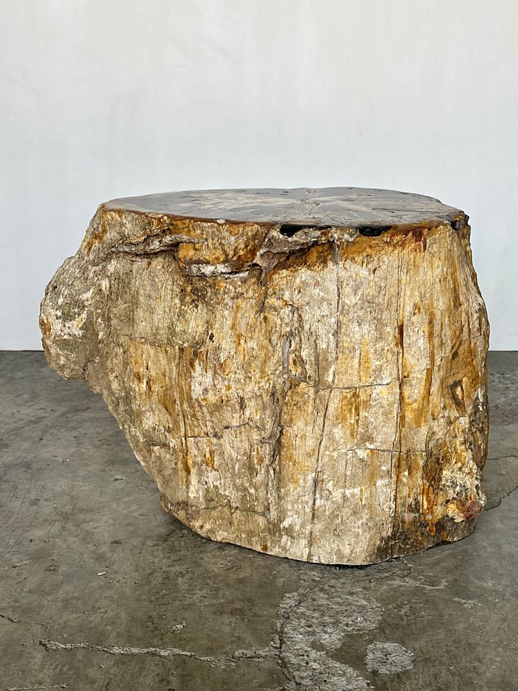 Other tables - Large side table in multi-colored rainbow petrified wood with bark D:32-40 H:40 - OFFICE OBJETS