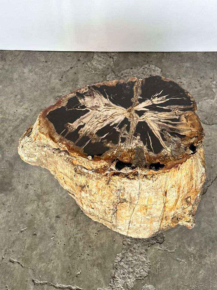 Other tables - Large side table in multi-colored rainbow petrified wood with bark D:32-40 H:40 - OFFICE OBJETS