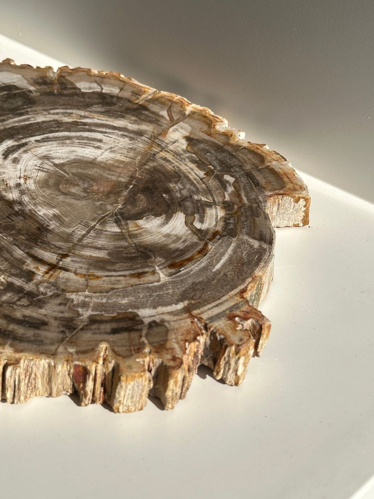 Platter and bowls - Organic dish in beige petrified times - OFFICE OBJETS
