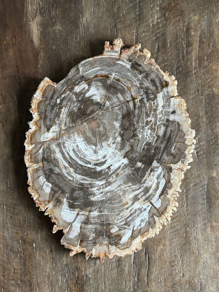 Platter and bowls - Organic dish in beige petrified times - OFFICE OBJETS
