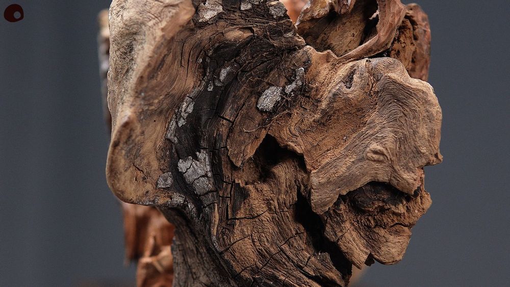 Pièces uniques - Sculpture en bois centenaire - MÙ STUDIO