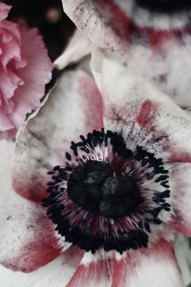 Art photos - Fine art photography - Les Bouquets n°8 - JOLI JOUR PARIS