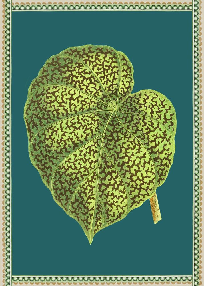 Affiches - Illustration Begonia - PARADISIO IMAGINARIUM