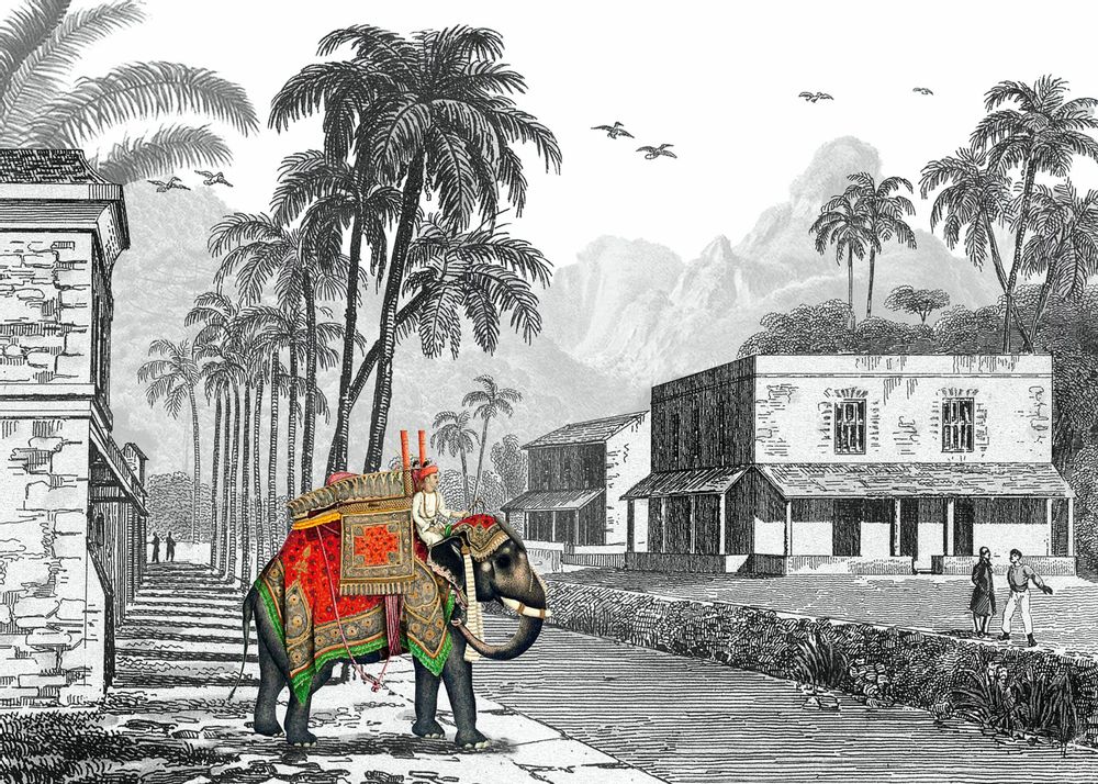 Affiches - Illustration Maharadja - PARADISIO IMAGINARIUM