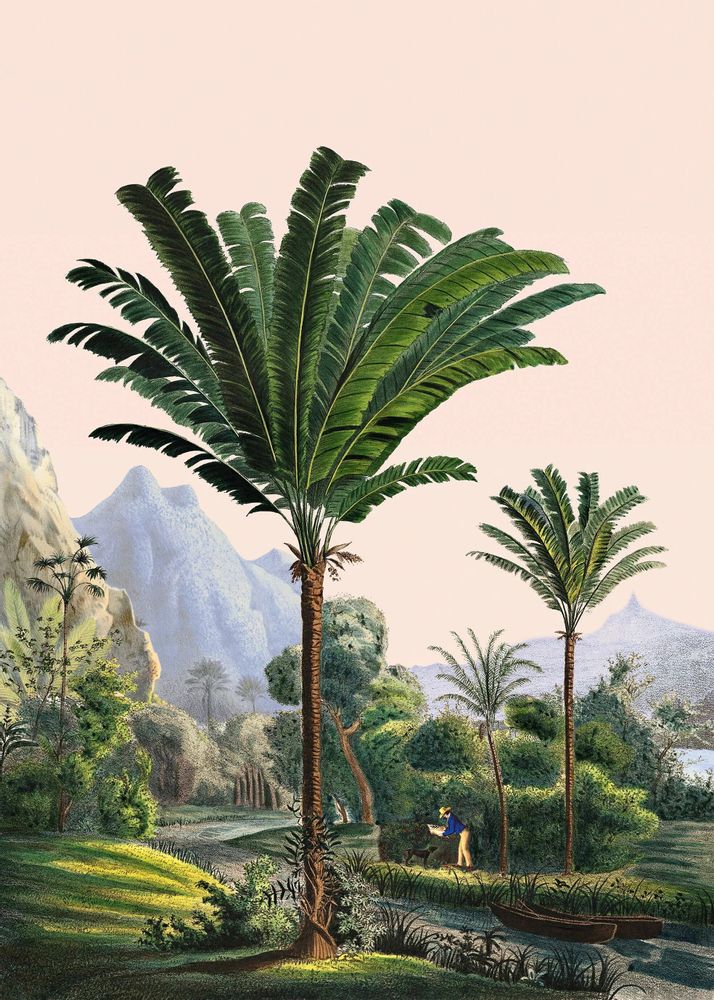Affiches - Illustration Manicaria - PARADISIO IMAGINARIUM