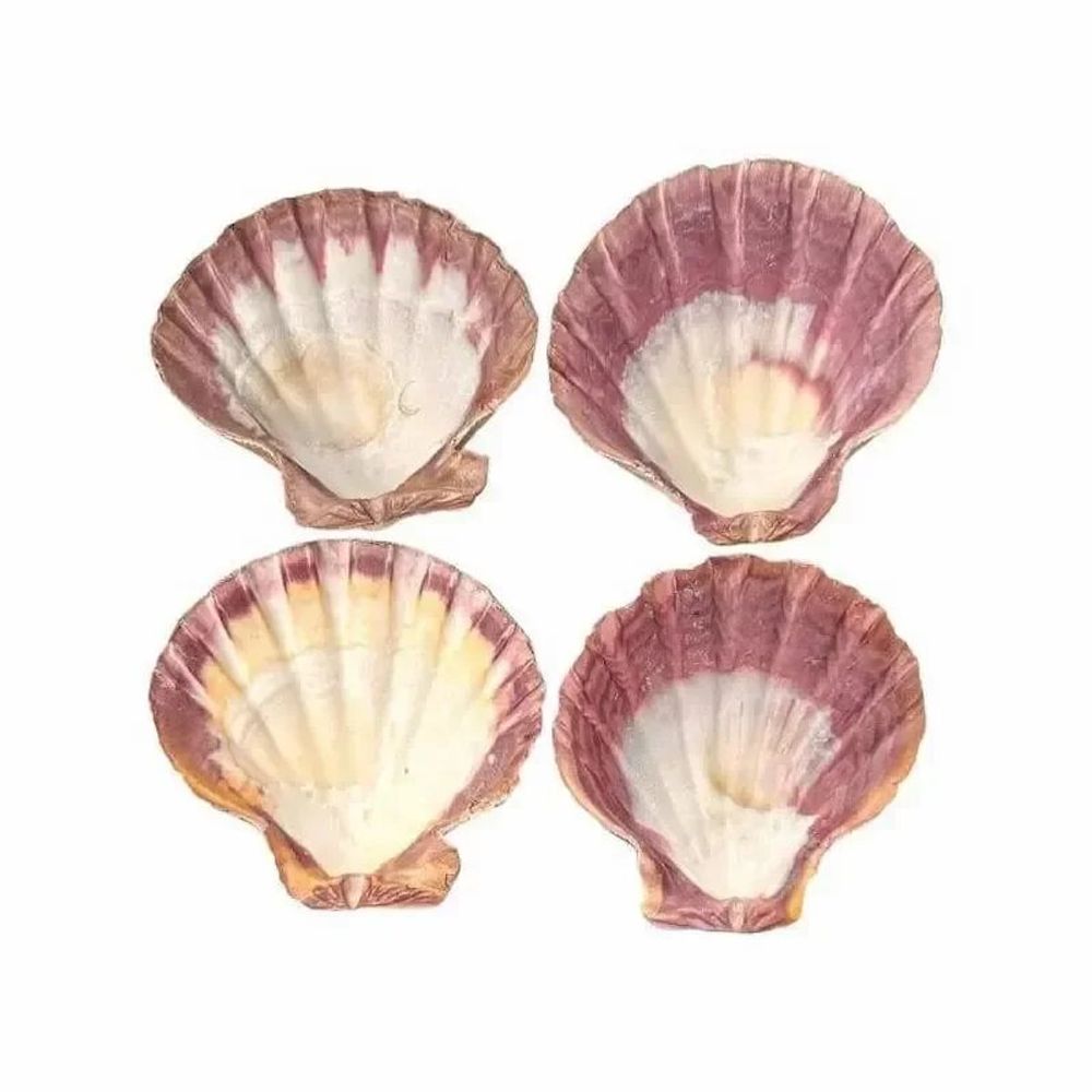 Scents - Scallop shell incense holder Lion's Paw 12-16cm - ARABESK