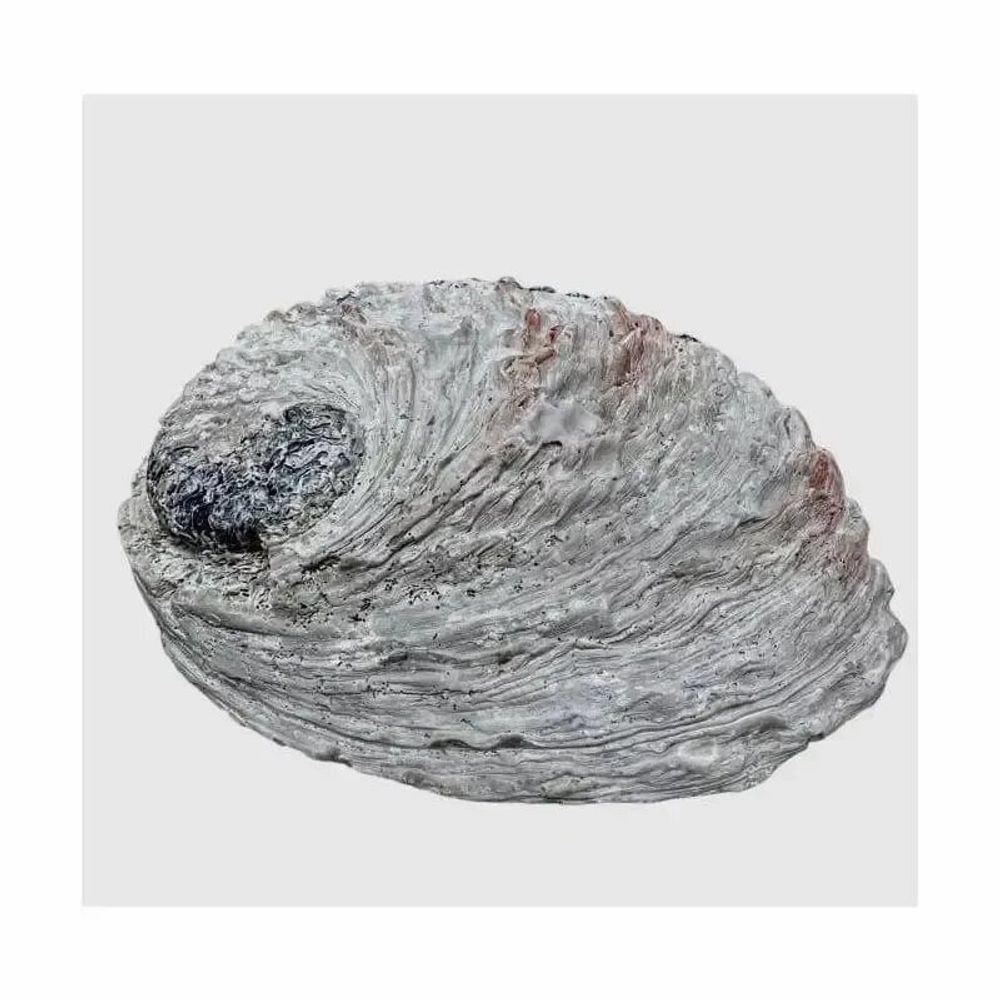 Scents - South Africa shell 15-16cm - ARABESK