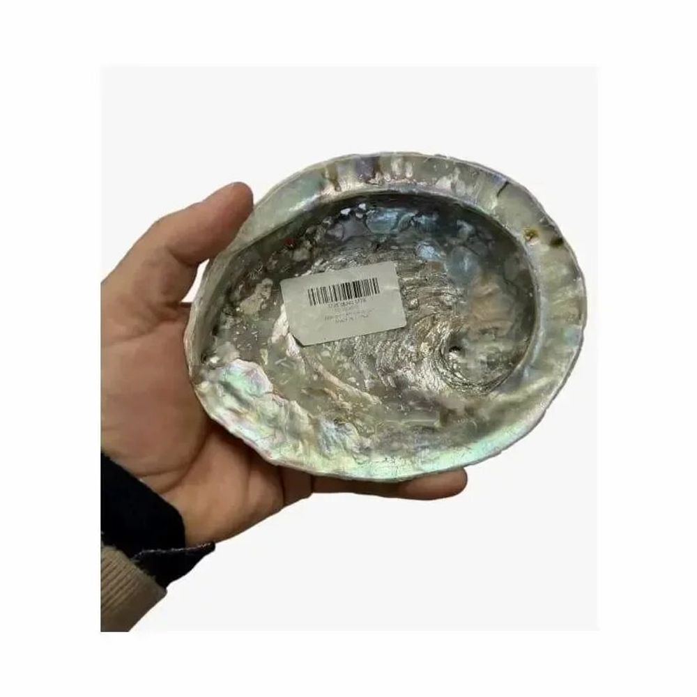 Scents - South Africa shell 15-16cm - ARABESK