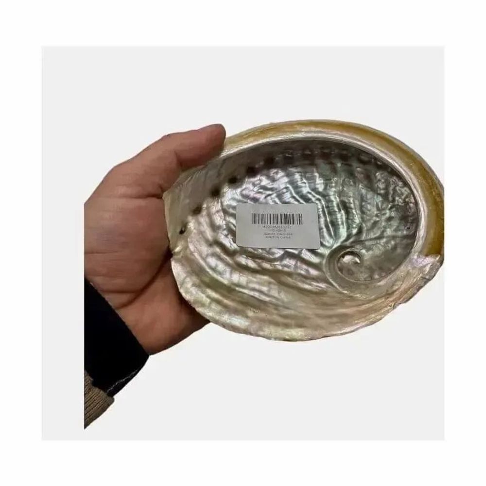 Senteurs - Coquille d'ormeau d'Australie 13-15cm - ARABESK