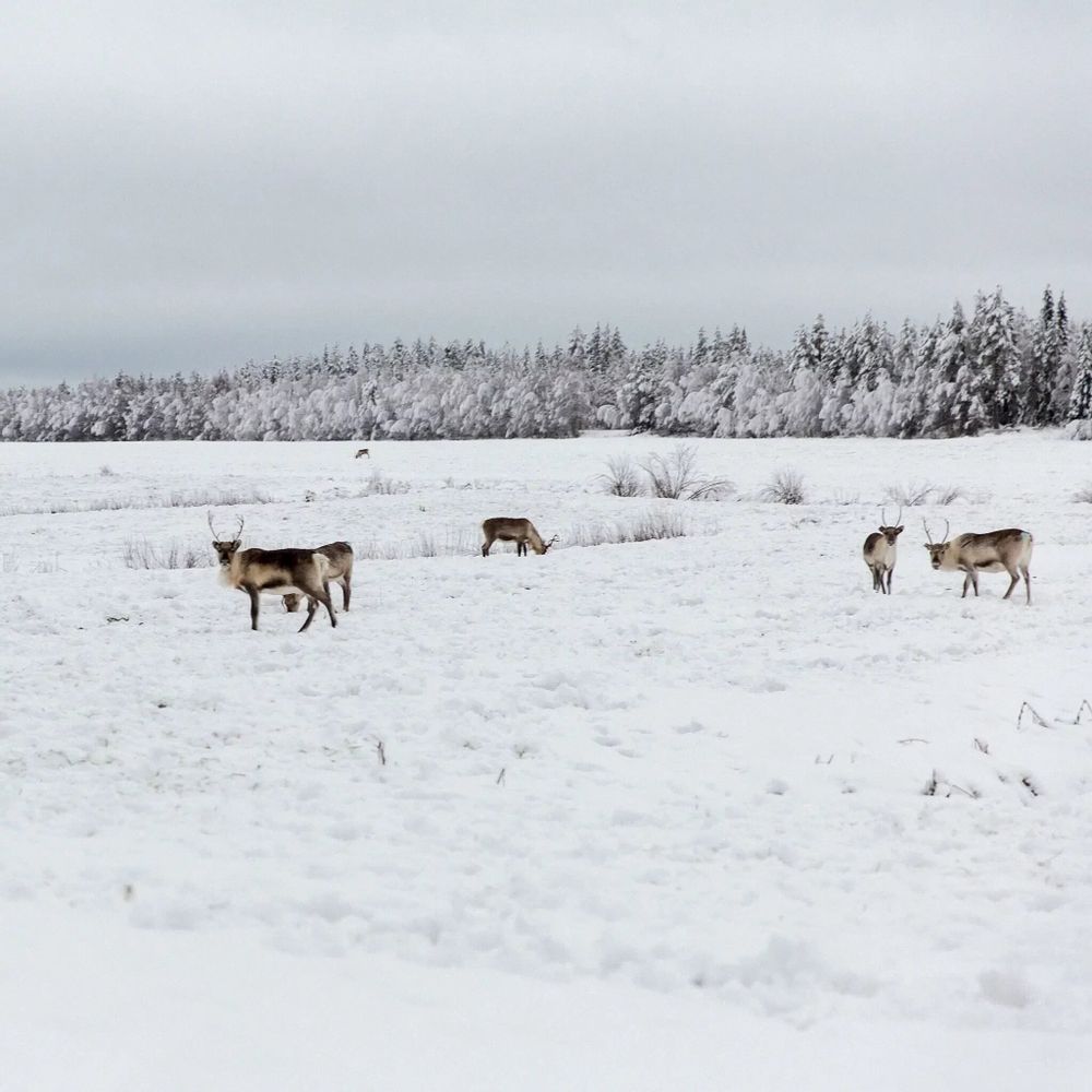 Kitchen utensils - Saaga Kitchen Towel Dark grey 47x70 cm - PENTIK