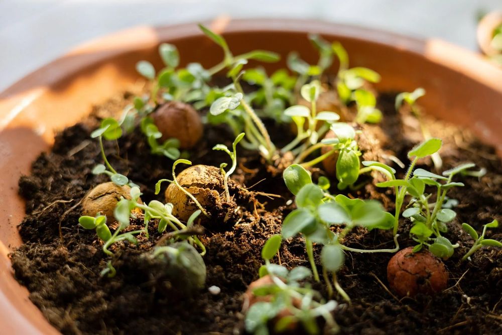 Cadeaux - Petit coffret cadeau avec 4 bombes à graines Blossombs - BLOSSOMBS