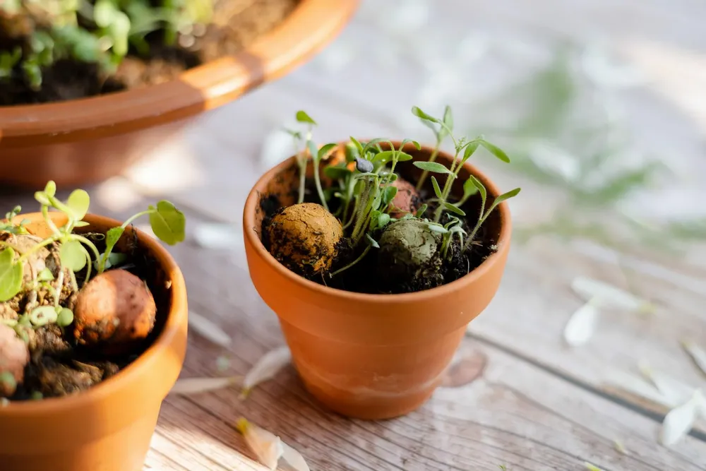 Gifts - Hapiness Grows A Garden - Organic Mini Gift Box - BLOSSOMBS