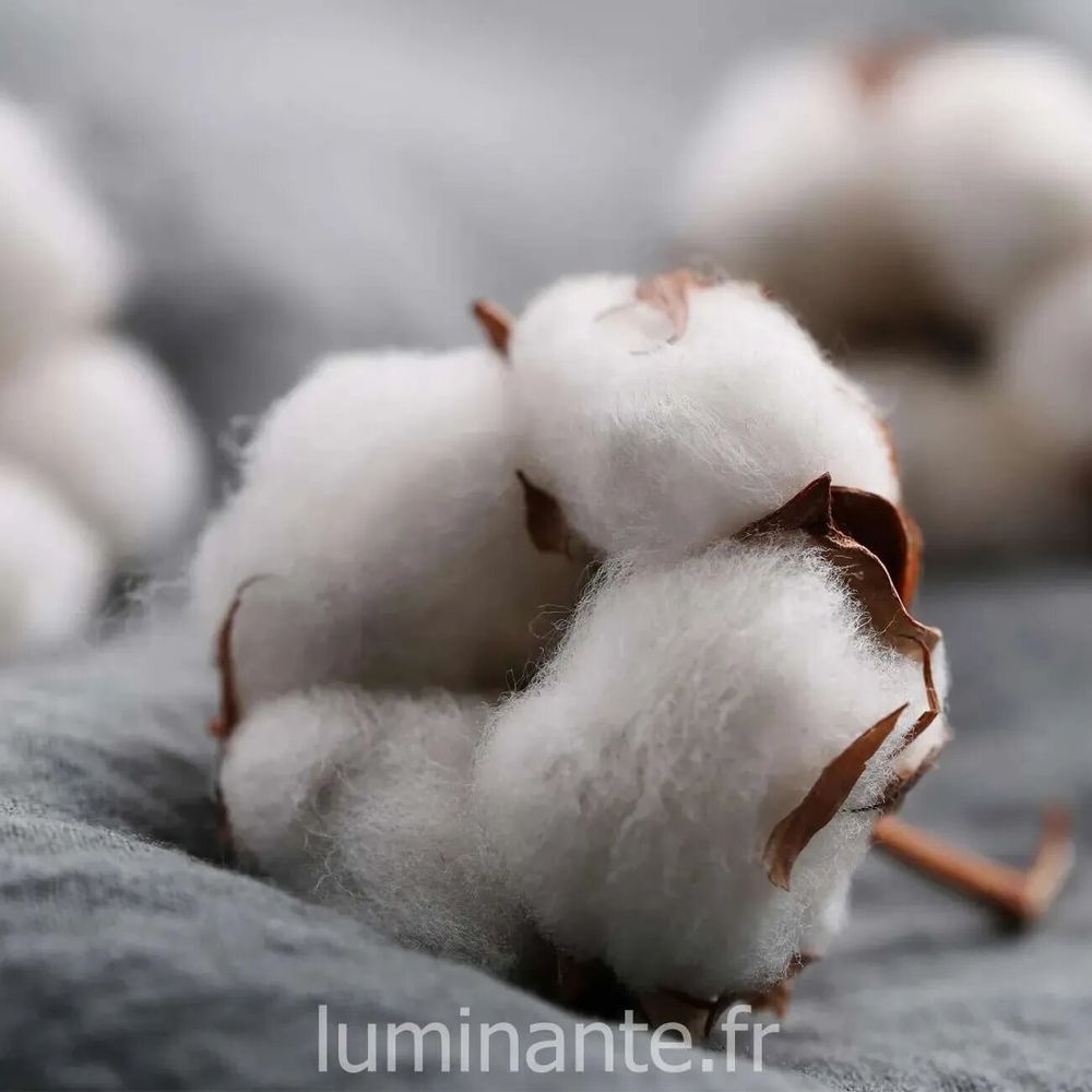Bougies - La bougie qui devient plante Fleur de Coton - LUMINANTE