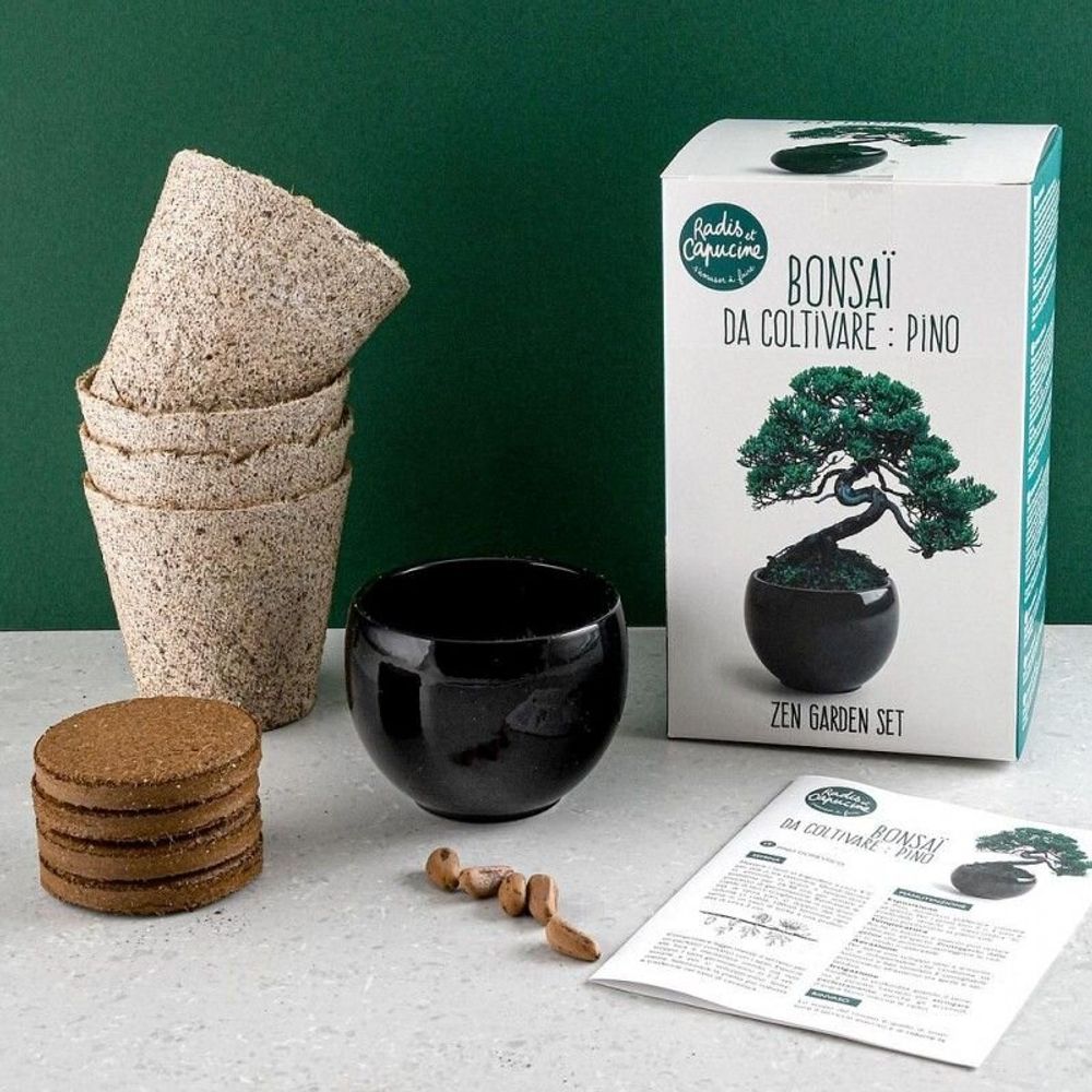 Decorative objects - Parasol Pine Bonsai Kit - RADIS ET CAPUCINE