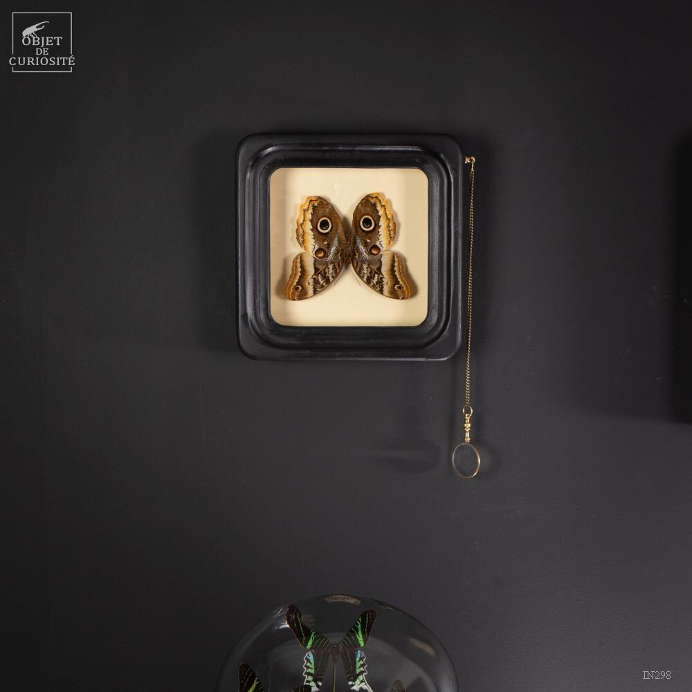 Customizable objects - Our butterfly collection - OBJET DE CURIOSITÉ