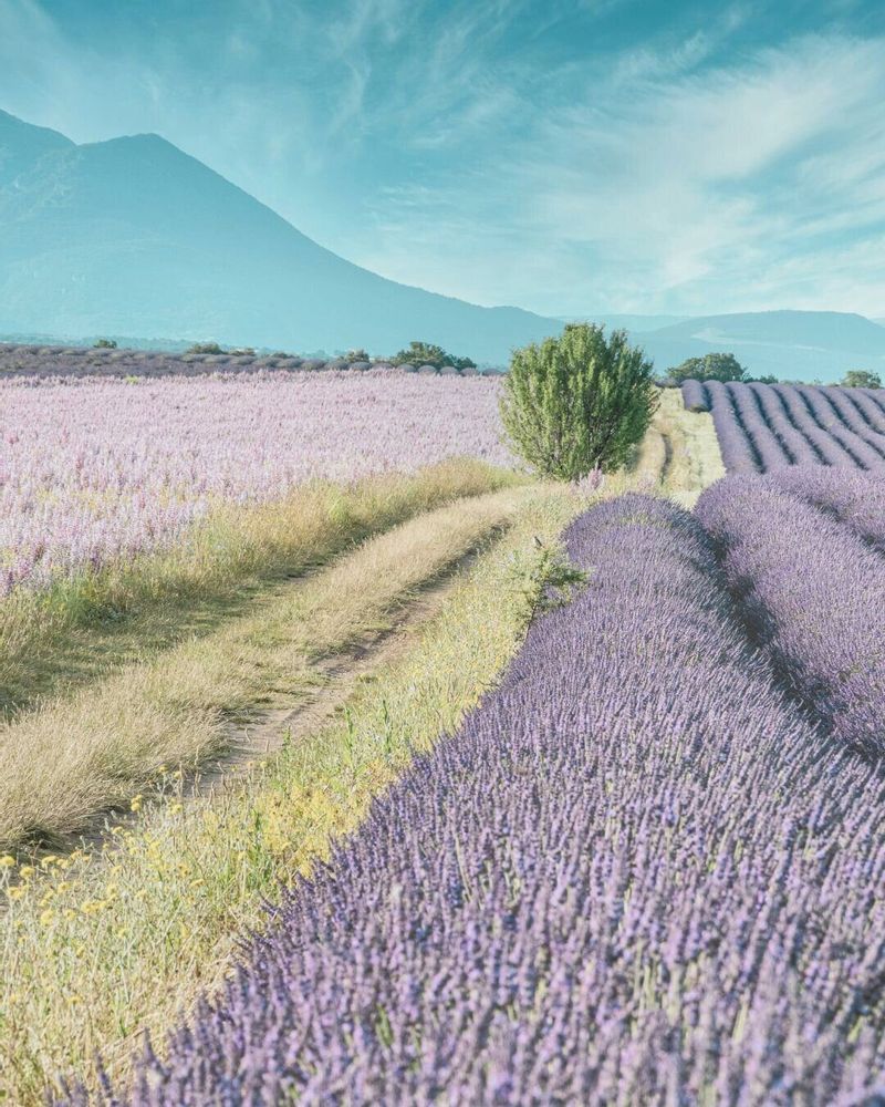 Fragrance for women & men - Eau de parfum - Arcadie Florale - PROVENCE - POÉCILE