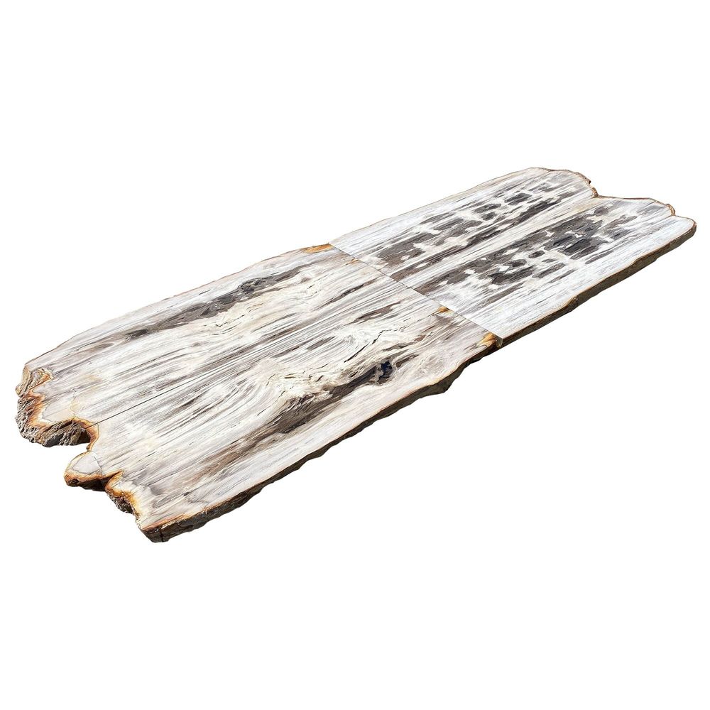 Dining Tables - Petrified Wood table tops - XYLEIA PETRIFIED WOOD