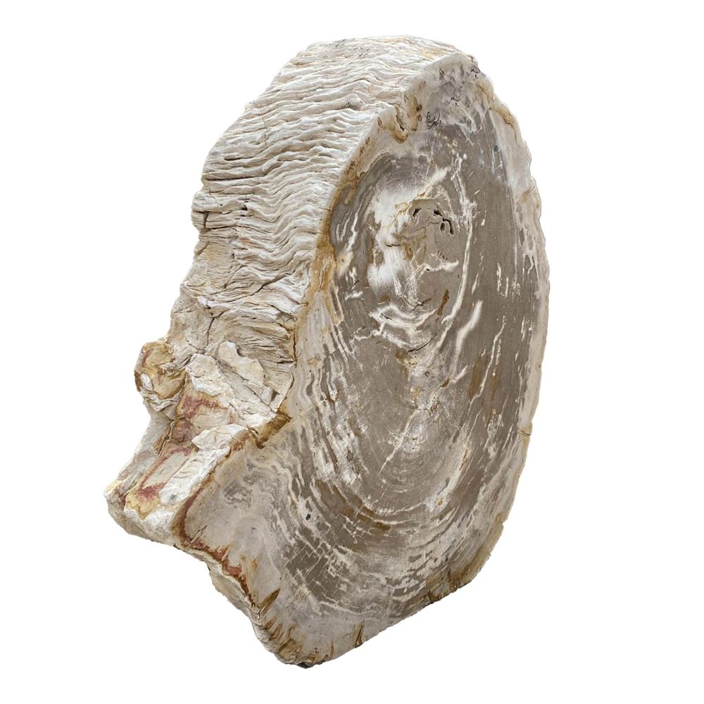 Outdoor decorative accessories - Petrified Wood Garden Sculptures - XYLEIA PETRIFIED WOOD