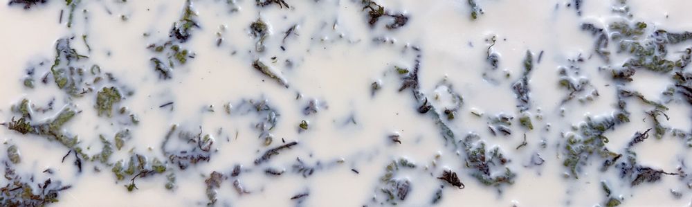 Candles - Among the Willows 30 - KOTT