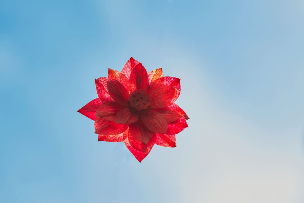 Candy - Yü Lotus Set - A sensory ritual to reconnect with yourself - YÜSSÉE