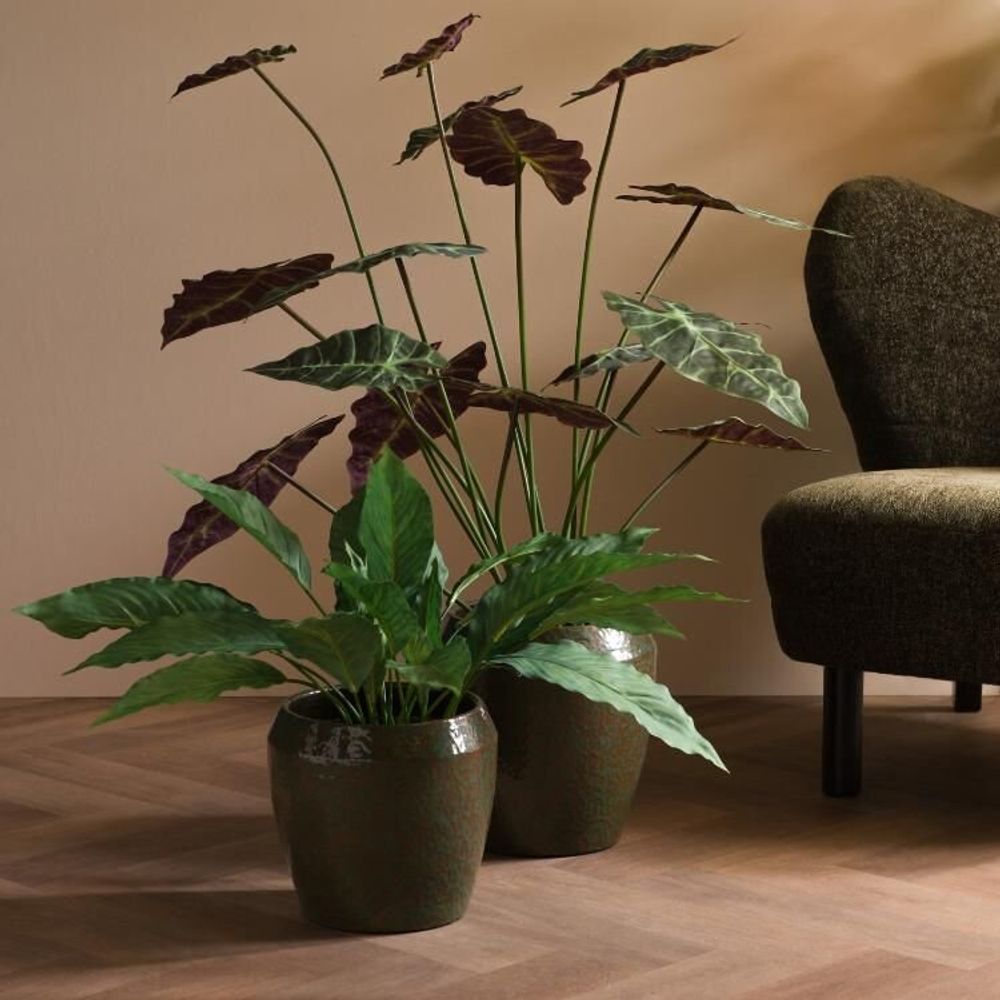Floral decoration - ALOCASIA LONGILOBA POT - LOU DE CASTELLANE