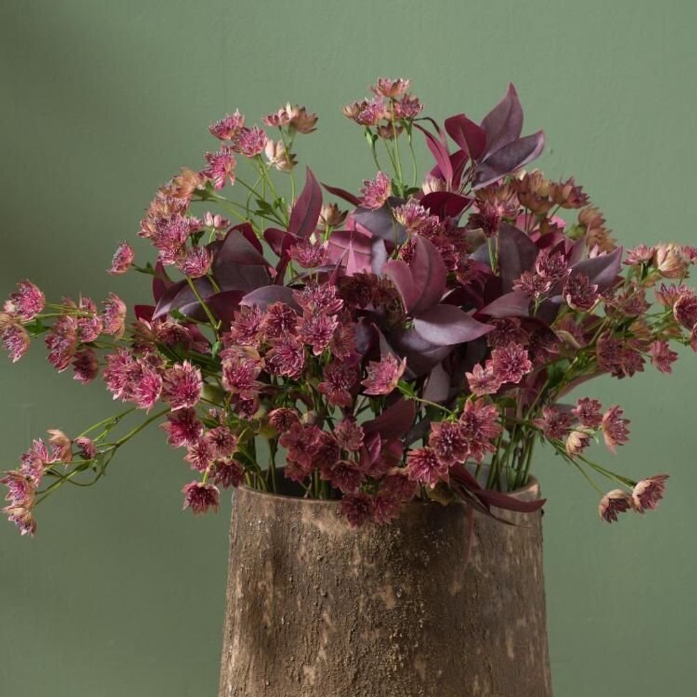 Floral decoration - ASTRANTIA MAJOR - LOU DE CASTELLANE