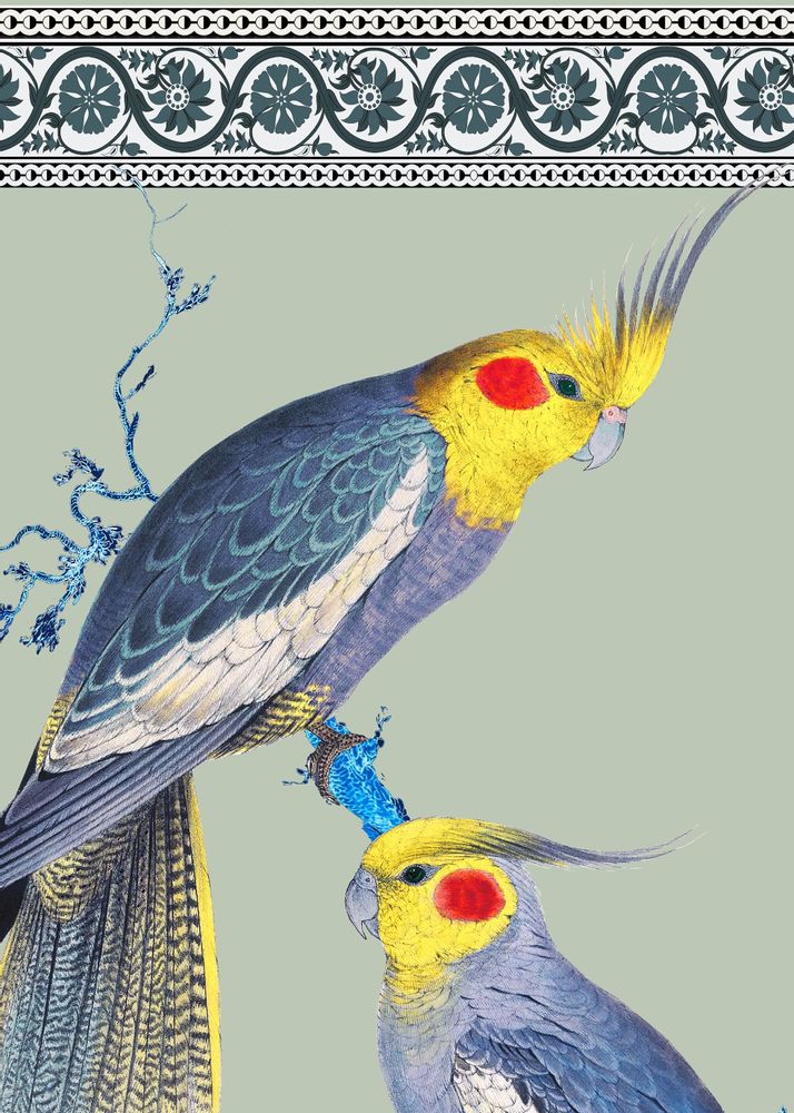 Affiches - Illustration : Couple de perruches australiennes - PARADISIO IMAGINARIUM