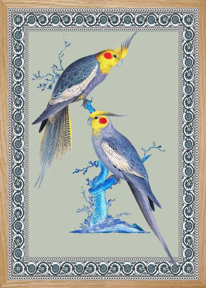 Affiches - Illustration : Couple de perruches australiennes - PARADISIO IMAGINARIUM