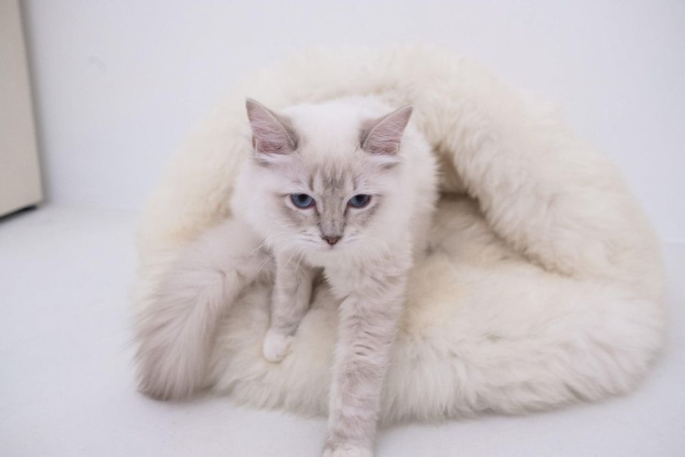 Lits - Grotte pour Animal en Peau de Mouton Naturelle – Blanche - MELLOW CONCEPT STORE