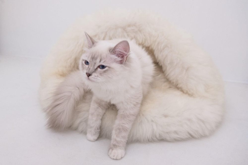 Lits - Grotte pour Animal en Peau de Mouton Naturelle – Blanche - MELLOW CONCEPT STORE