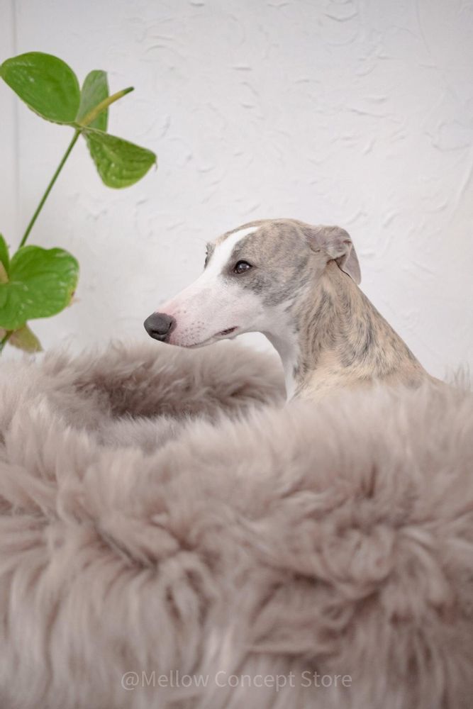 Lits - Lit Ovale pour Animal en Peau de Mouton Naturelle – Greige - MELLOW CONCEPT STORE
