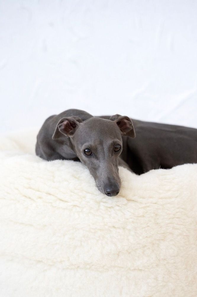 Beds - Oval Natural Wool Pet Bed - White - MELLOW CONCEPT STORE