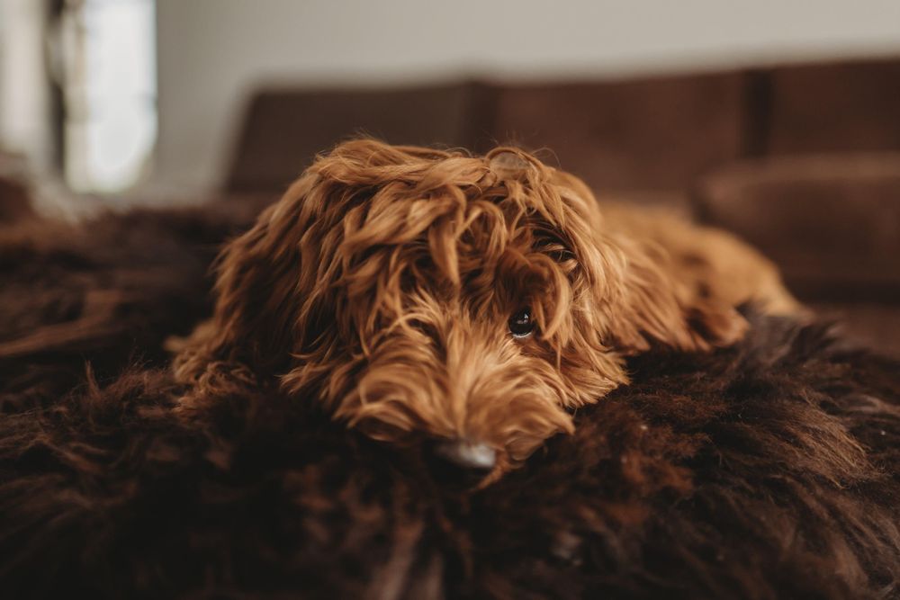 Beds - Oval Natural Sheepskin Pet Bed - Chocolate Brown - MELLOW CONCEPT STORE