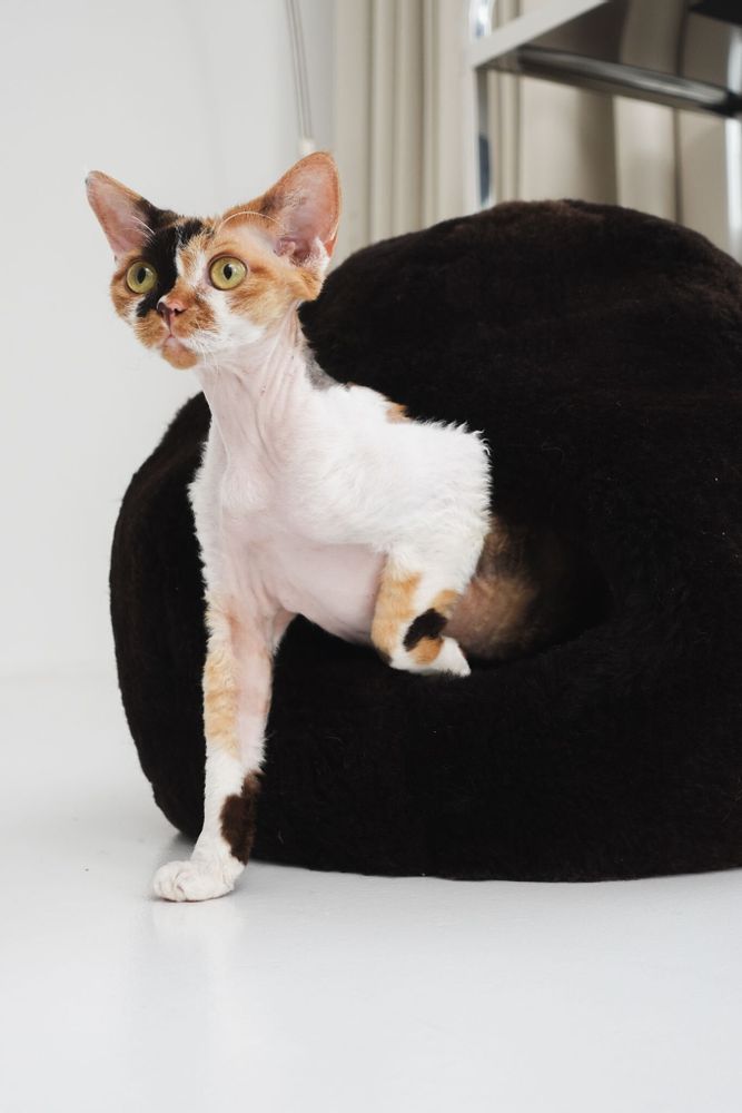 Beds - Nest Natural Sheepskin Pet Bed - Brown - MELLOW CONCEPT STORE