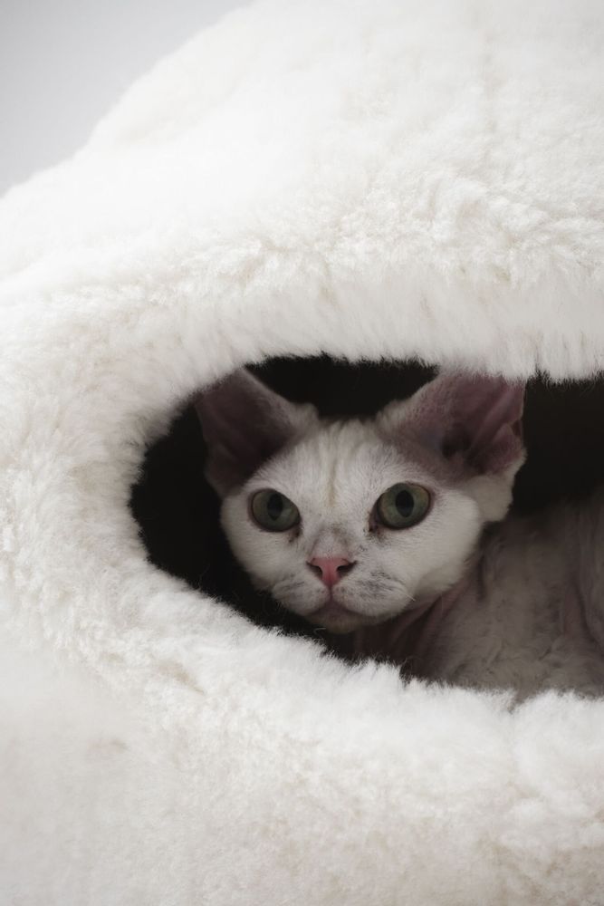 Beds - Nest Natural Sheepskin Pet Bed - White - MELLOW CONCEPT STORE