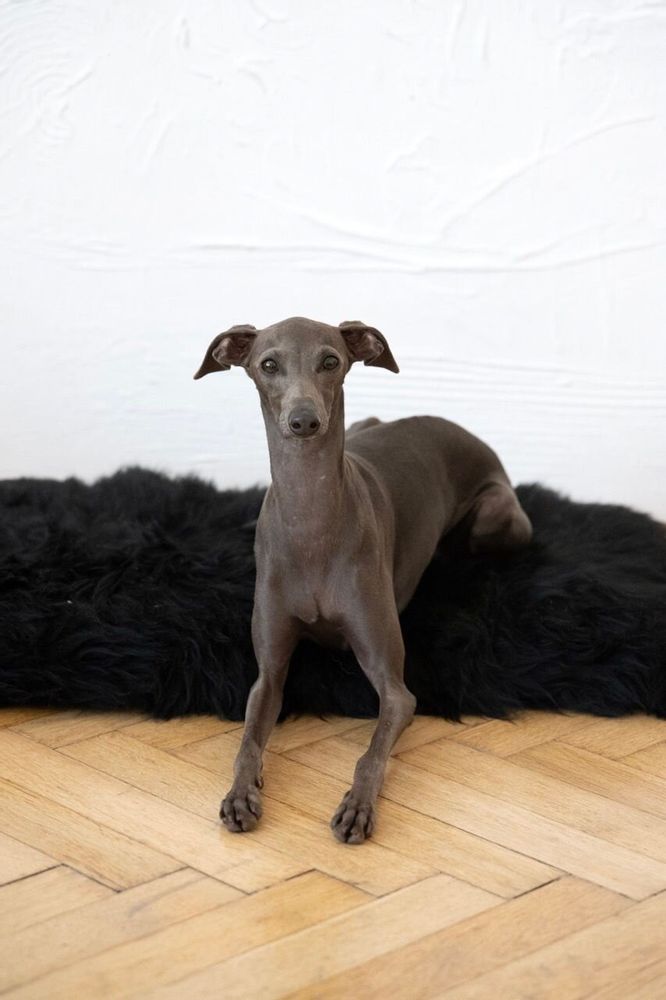 Beds - Square or Rectangular Natural Sheepskin Pet Mat - Black - MELLOW CONCEPT STORE