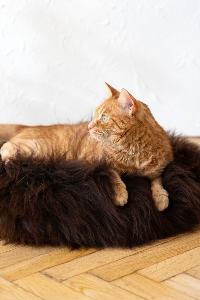 Beds - Round Natural Sheepskin Pet Bed - Brown - MELLOW CONCEPT STORE