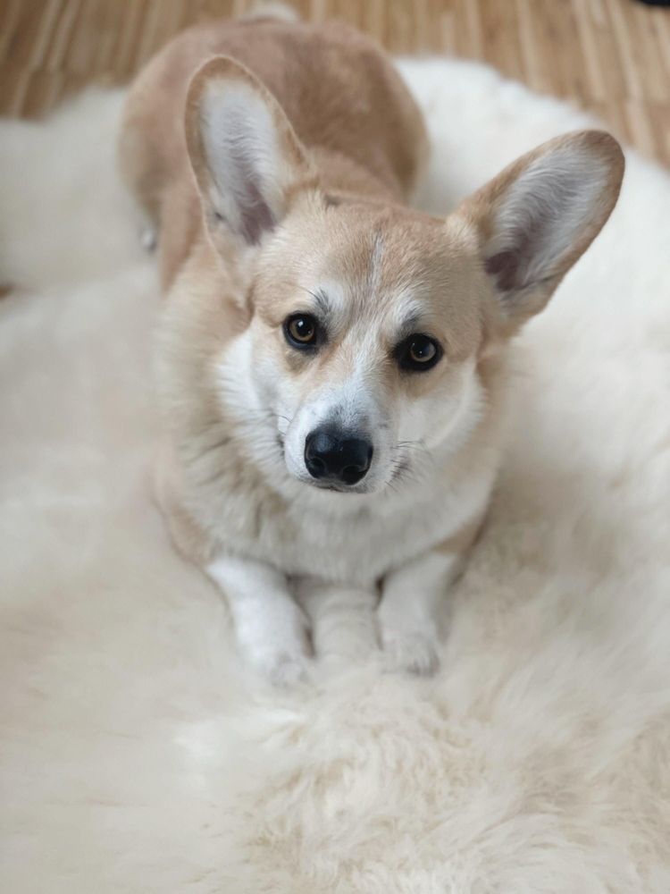 Beds - Natural Sheepskin Rug for Pet - MELLOW CONCEPT STORE